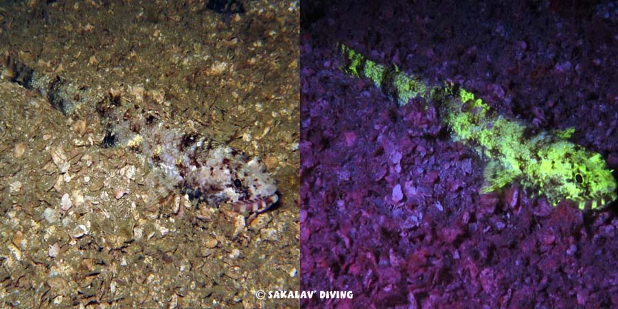 Night dive fluo in Nosy Be Madagascar